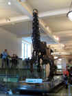 New York Natural History Museum 48.jpg (102318 bytes)